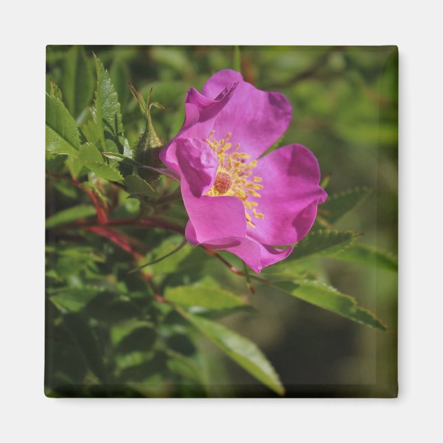 Eine Single-wilde Rose Magnet (Vorne)