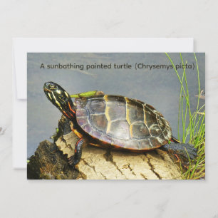 Eine sonnenbadende Zierschildkröte