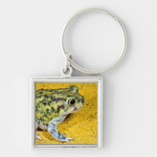 Eine spadefoot Kröte Schlüsselanhänger