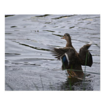 Eine Stockente, die mit den Flügeln schlägt