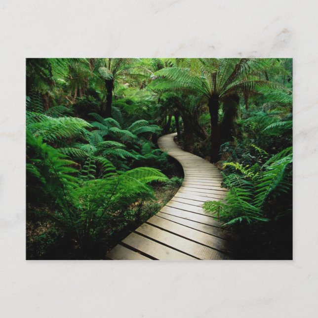 Eine Straße mitten im Wald Postkarte (Vorderseite)