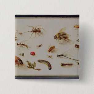 Eine Studie der Insekten Button