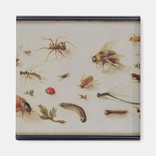 Eine Studie der Insekten Magnet