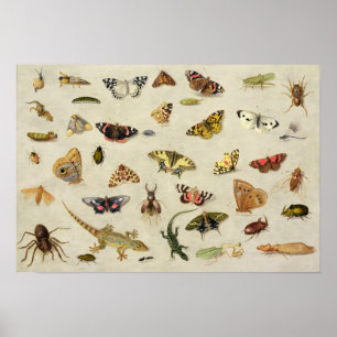 Eine Studie der Insekten Poster