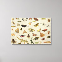 Eine Studie über Insekten