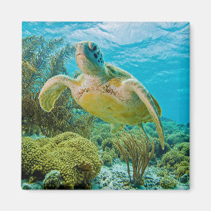 Eine Suppenschildkröte auf den flachen Riffen von Magnet