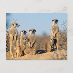 Eine Surikfamilie, die sich an ihren Höhlen sonnt Postkarte