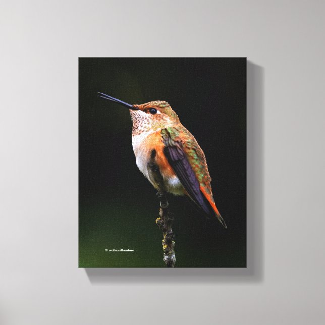 Eine süße Rufous-Hummingvogel-Pose auf dem Obstbau Leinwanddruck (Vorderseite)