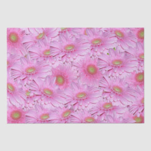 Eine Symphonie der rosa Gerberas, Seidenpapier