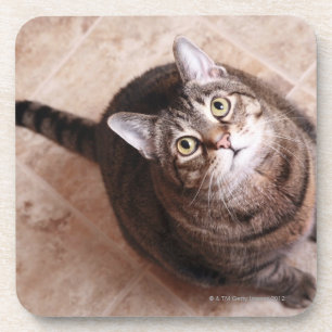 Eine Tabbykatze, die oben schaut Untersetzer