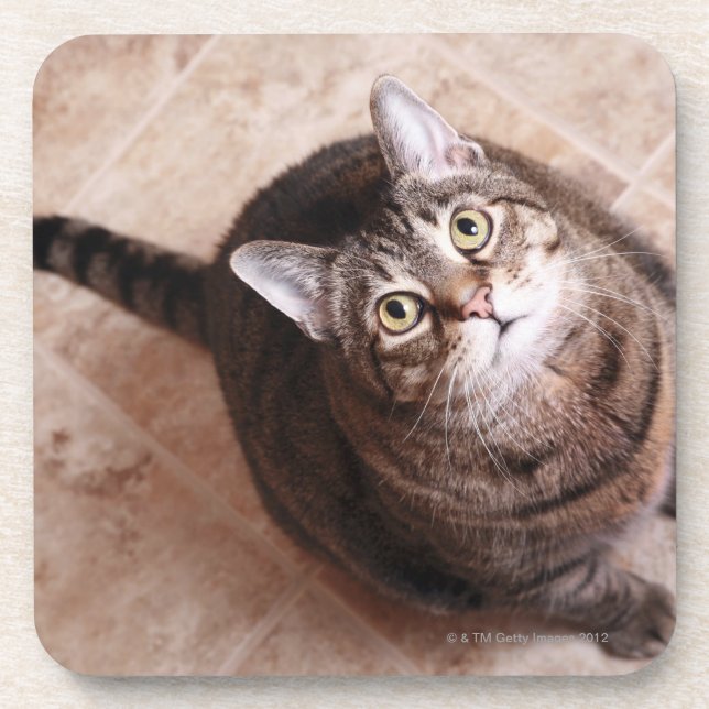 Eine Tabbykatze, die oben schaut Untersetzer (Vorderseite)