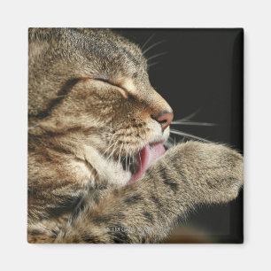 Eine Tabbykatze, die seine Tatze leckt Magnet