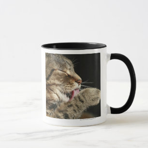 Eine Tabbykatze, die seine Tatze leckt Tasse