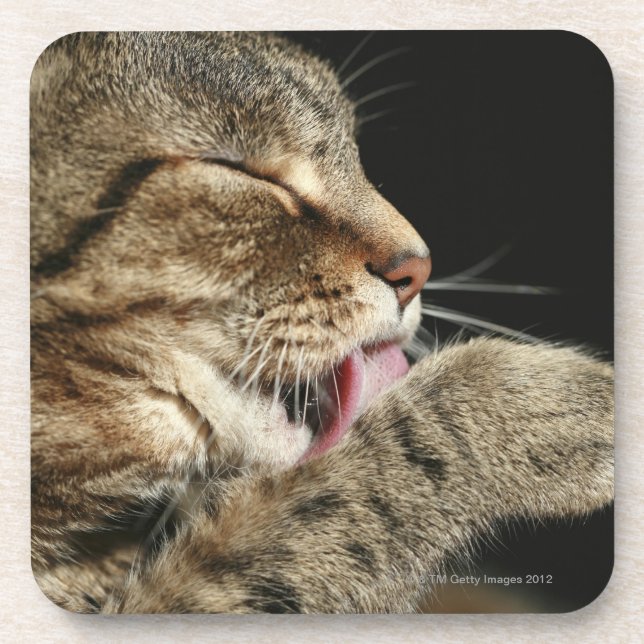 Eine Tabbykatze, die seine Tatze leckt Untersetzer (Vorderseite)