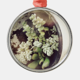 Eine Tasse voller sukkulenter Pflanze Silbernes Ornament