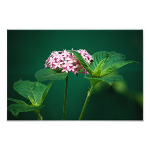 Eine Touch Rosa im grünen Foto
