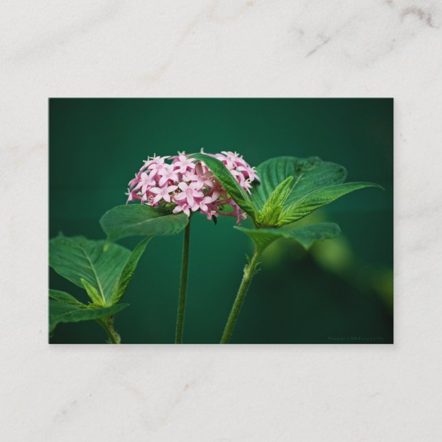 Eine Touch Rosa in der grünen Mini-Printwerbung Visitenkarte (Vorderseite)