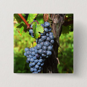 Eine Traube reifer Merlot an einem Rebstock mit Button