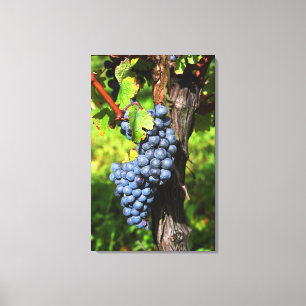 Eine Traube reifer Merlot an einem Rebstock mit Leinwanddruck