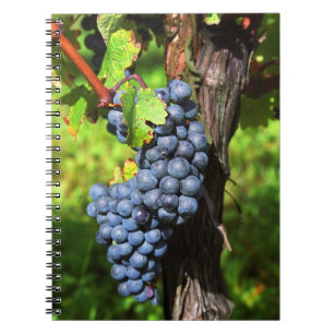 Eine Traube reifer Merlot an einem Rebstock mit Notizblock