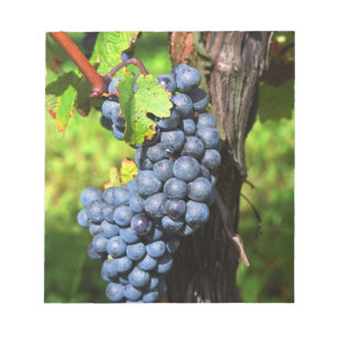 Eine Traube reifer Merlot an einem Rebstock mit Notizblock