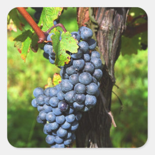 Eine Traube reifer Merlot an einem Rebstock mit Quadratischer Aufkleber