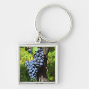 Eine Traube reifer Merlot an einem Rebstock mit Schlüsselanhänger