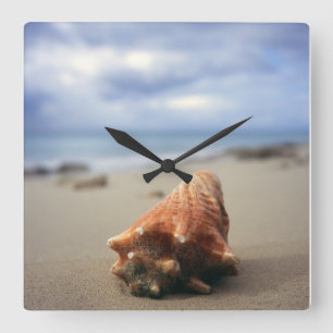 Eine Tritonshorn-Muschel auf dem St. Croix, Usvi Quadratische Wanduhr