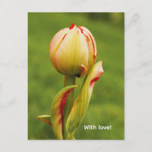 Eine Tulpenknospe Feiertagspostkarte