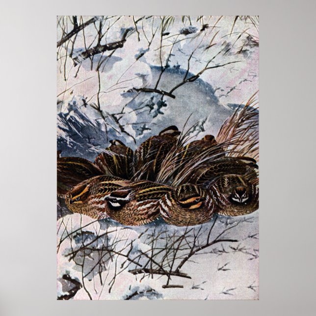 Eine Umfrage der Bobwhites Poster (Vorne)