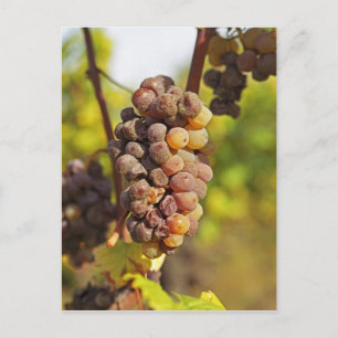 Eine verschimmelte Semillon-Traube in Ch Raymond L Postkarte
