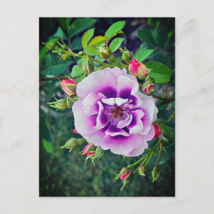 Eine violette Rose Feiertagspostkarte