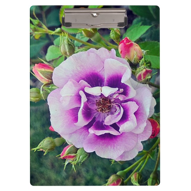 Eine violette Rose Klemmbrett (Vorderseite)