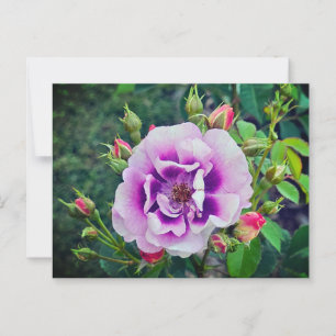 Eine violette Rose Postkarte
