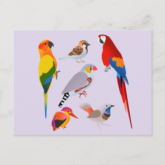 Eine Vogelsammlung Postkarte (Vorderseite)