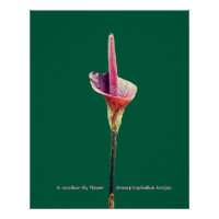 Eine Voodoo-Lilie-Blüte