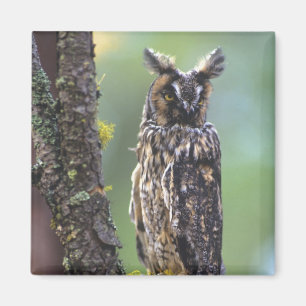 Eine Waldohreule auf einem Ast sitzend Magnet