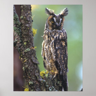 Eine Waldohreule auf einem Ast sitzend Poster