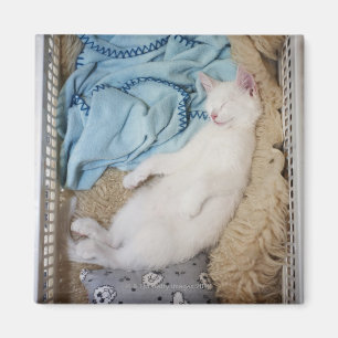 Eine weiße Katze, die in einem Wäschekorb schlä Magnet