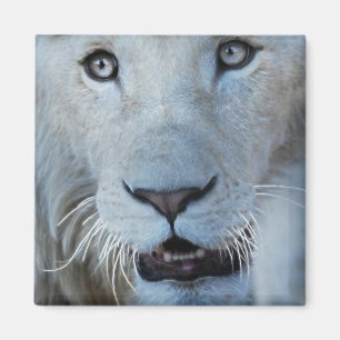 Eine weiße Lion in Südafrika Magnet