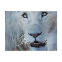 Eine weiße Lion in Südafrika