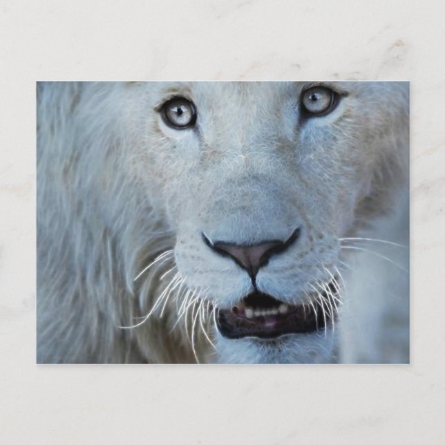 Eine weiße Lion in Südafrika Postkarte (Vorderseite)