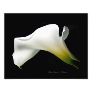 Eine weiße und reine Calla Lily: Eine Anatomie ein Fotodruck