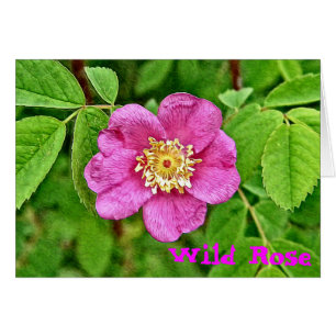 Eine wilde Rose