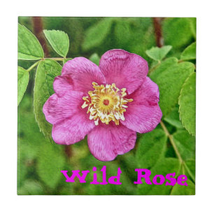 Eine wilde Rose Fliese