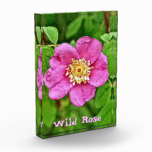 Eine wilde Rose Fotoblock