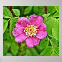 Eine wilde Rose