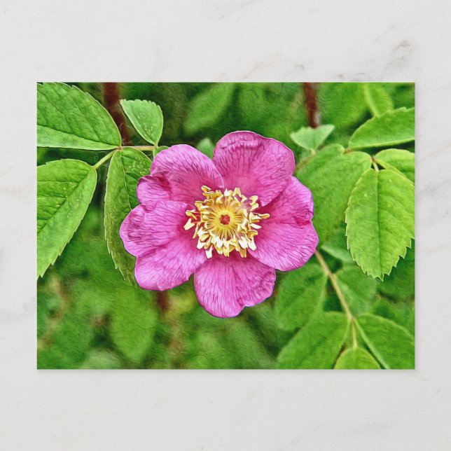 Eine wilde Rose Postkarte (Vorderseite)