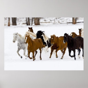 Eine Winterlandschaft mit galoppierenden Pferden Poster