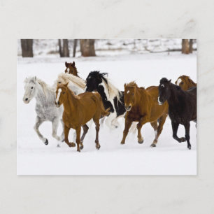 Eine Winterlandschaft mit galoppierenden Pferden Postkarte
